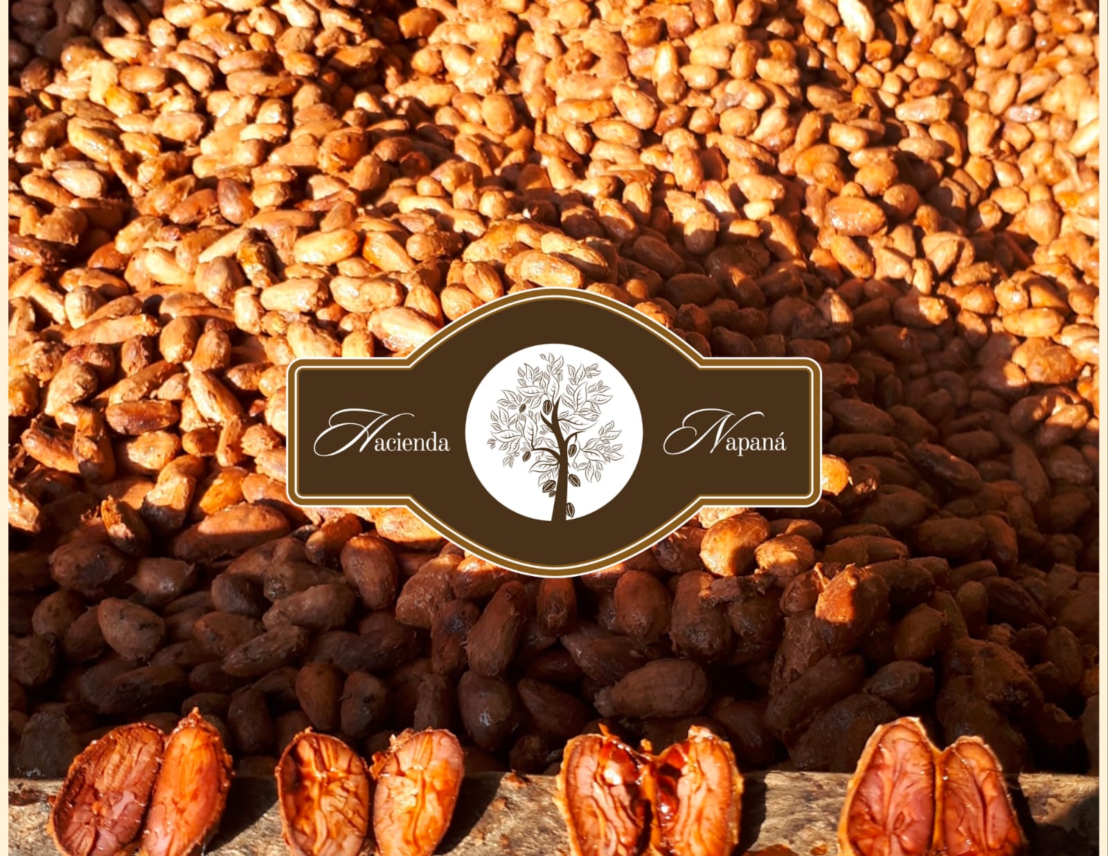 Chocolate-Artesanal-El-Rey-Oaxaqueno-5
