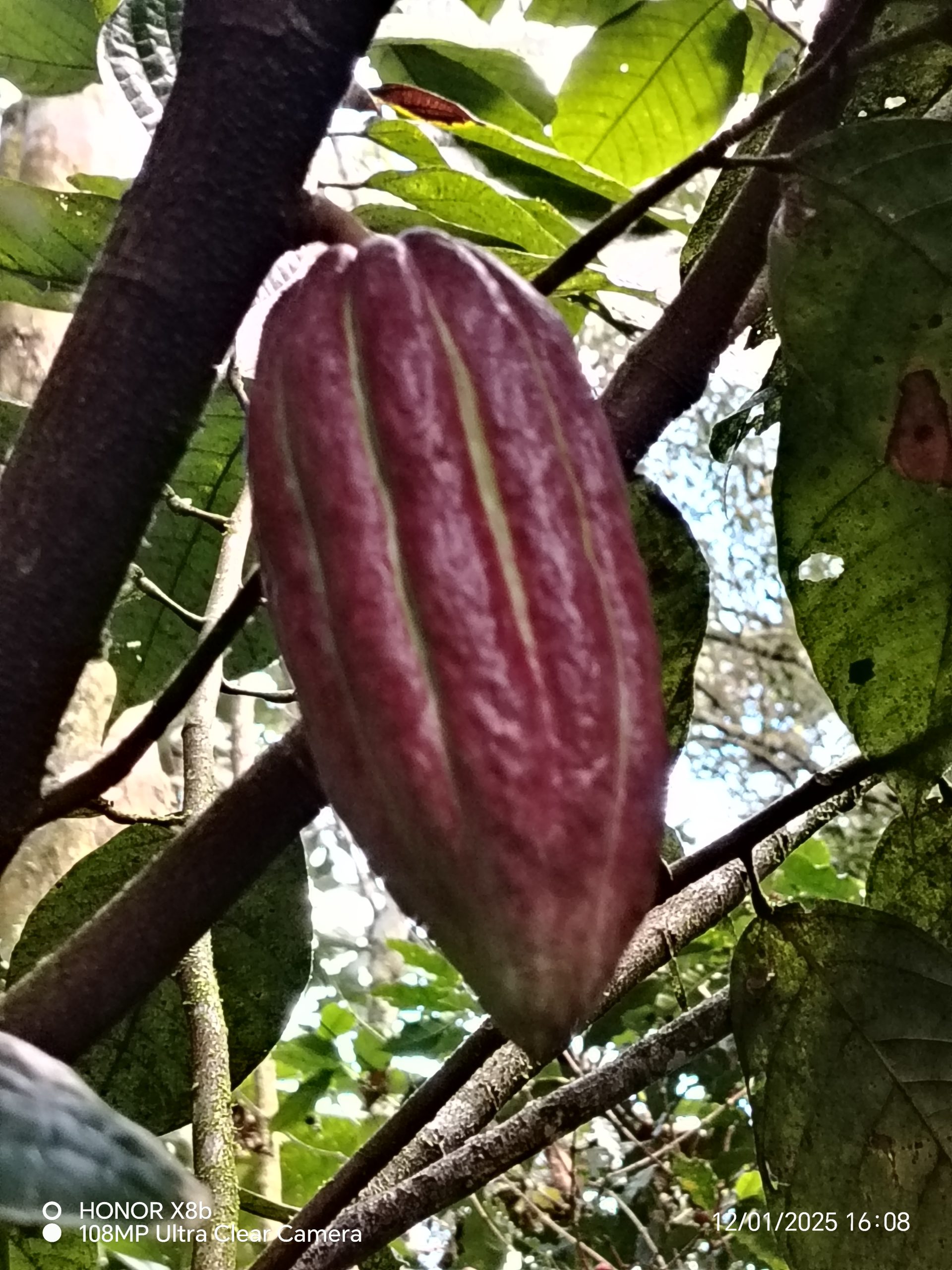 RedCacao-2