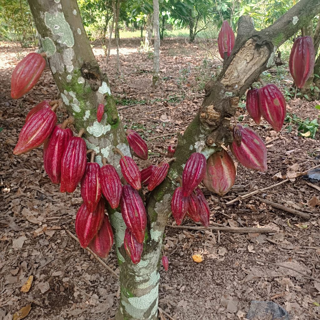 RedCacao-4