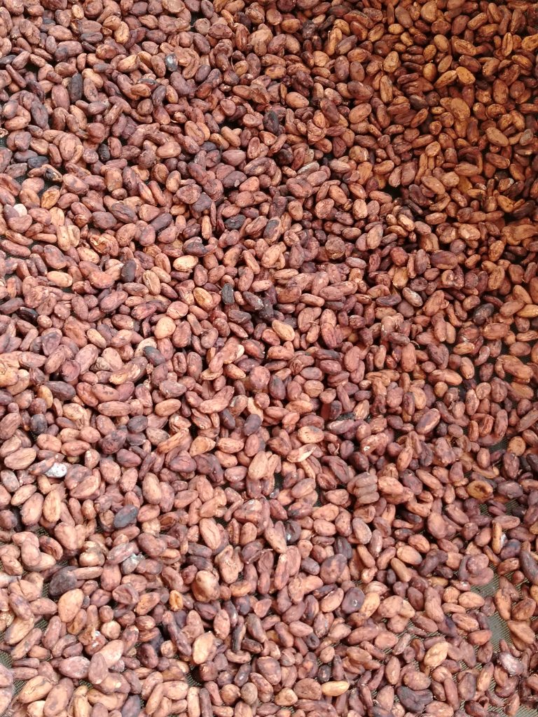 RedCacao-7